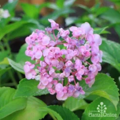 Hydrangea Ayesha -Foliage Flair Shop hydrangea ayesha lilac