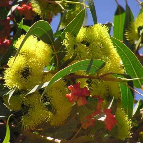 Australian Wildflower Illyarrie Redcap Gum - Seed 2 Australian Wildflower Illyarrie Redcap Gum - Seed - Image 2