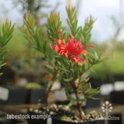 Grevillea Knockout -Foliage Flair Shop knockout grevillea tubestock