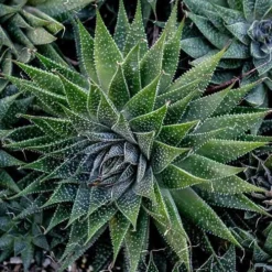 Aloe Aristata - Lace Aloe - Succulent -Foliage Flair Shop lace aloe cluster