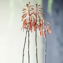 Aloe Aristata - Lace Aloe - Succulent -Foliage Flair Shop lace aloe flowers floradania