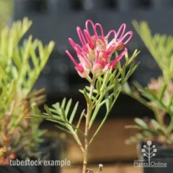 Grevillea Lana Maree -Foliage Flair Shop lana maree img 5947