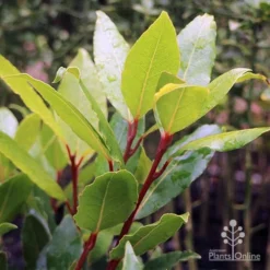 Laurus Nobilis - Bay Tree 9 Laurus Nobilis - Bay Tree -Foliage Flair Shop laurus bay tree red stem