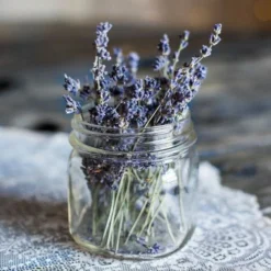 Lavender English Munstead - Seed -Foliage Flair Shop lavender dried