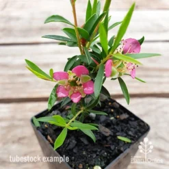 Leptospermum Tickled Pink -Foliage Flair Shop leptospermum tickled pink flower