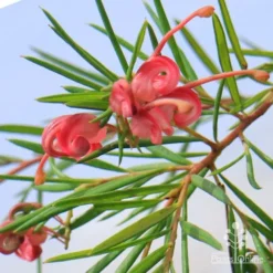 Grevillea Liliane -Foliage Flair Shop liliane flowers closeup
