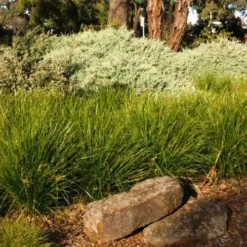 Lomandra Lime Tuff -Foliage Flair Shop lime tuff border 1