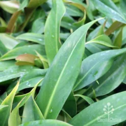 Philodendron Little Phil -Foliage Flair Shop little phil leaf