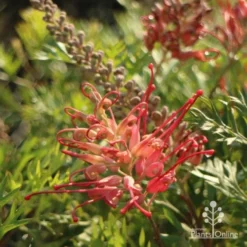 Grevillea Little Robyn -Foliage Flair Shop little robyn flower side 500