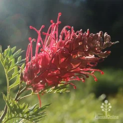 Grevillea Little Robyn -Foliage Flair Shop little robyn grevillea backlit