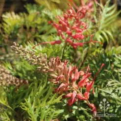 Grevillea Little Robyn -Foliage Flair Shop little robyn tubestock flowering