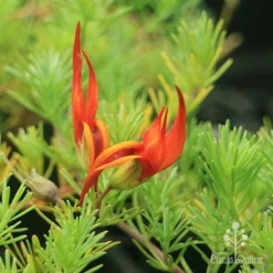 Lotus Red Flash - Parrot's Beak -Foliage Flair Shop lotus flower close