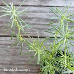 Lotus Red Flash - Parrot's Beak -Foliage Flair Shop lotus red flash