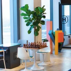 Ficus Lyrata - Fiddle Leaf Fig -Foliage Flair Shop lyrata chessboard