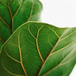 Ficus Lyrata Bambino - Fiddle Leaf Fig -Foliage Flair Shop lyrata leaf closeup