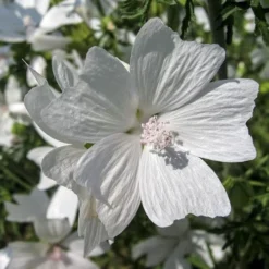 Musk Mallow - Seed -Foliage Flair Shop mallow white