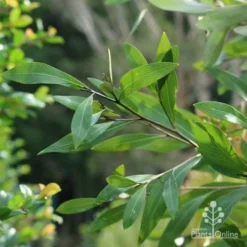 Grevillea Orange Marmalade 27 Grevillea Orange Marmalade -Foliage Flair Shop marmalade foliage