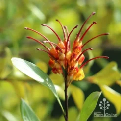 Grevillea Orange Marmalade 24 Grevillea Orange Marmalade -Foliage Flair Shop marmalade grevillea