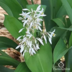Matapouri Bay - Arthropodium -Foliage Flair Shop matapouri flowers in nursery 1
