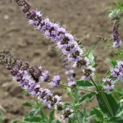 Mint - Seed -Foliage Flair Shop mentha spicata flowers
