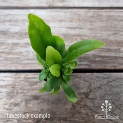 Microsorum Green Flame Fern -Foliage Flair Shop microsorum green flame 2