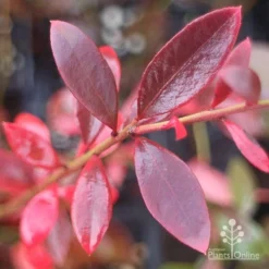 Blueberry Misty -Foliage Flair Shop misty blueberry autumn colour