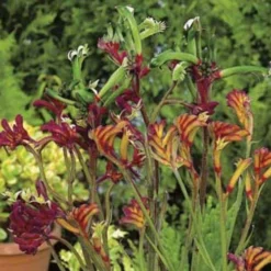 Australian Wildflower Kangaroo Paw - Seed