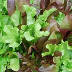 Lettuce Mixed Salad Leaves - Seed -Foliage Flair Shop mixed salad leaves 1