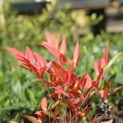Nandina Moonbay -Foliage Flair Shop moonbay winter colour