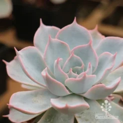 Echeveria Morning Beauty - Succulent