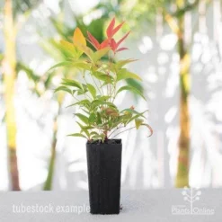 Nandina Moonbay -Foliage Flair Shop nandina blush tube 1