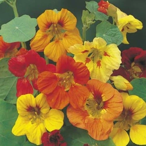 Nasturtium Trailing Mix - Seed 1 Nasturtium Trailing Mix - Seed