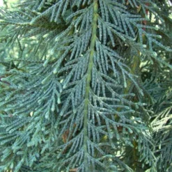 Cupressocyparis Naylors Blue - Leyland Cypress