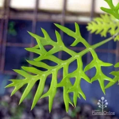 Grevillea Ned Kelly 17 Grevillea Ned Kelly -Foliage Flair Shop ned kelly img 8560