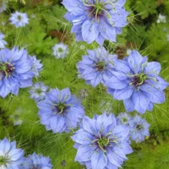 Nigella Miss Jekyll - Love In A Mist - Seed -Foliage Flair Shop nigella group