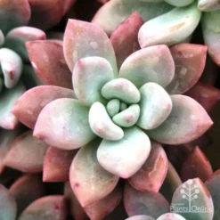 Graptoveria Opalina - Succulent -Foliage Flair Shop opalina img 4686