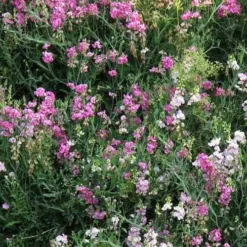 Sweet Pea Everlasting Mix - Seed -Foliage Flair Shop perennial sweet peas