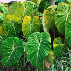 Philodendron Gloriosum - Velvet Philodendron -Foliage Flair Shop philodendron gloriosum plants bright