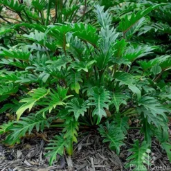 Philodendron Xanadu -Foliage Flair Shop philodendron xanadu 500