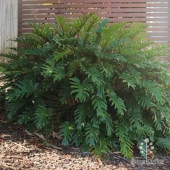 Philodendron Xanadu -Foliage Flair Shop philodendron xanadu home