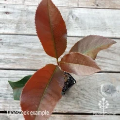 Photinia Black Jack -Foliage Flair Shop photinia black jack 1