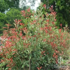 Photinia Pink Marble -Foliage Flair Shop photinia pink marble hedge nursery