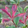 Photinia Pink Marble