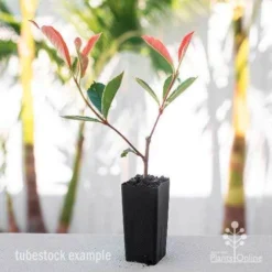 Photinia Pink Marble -Foliage Flair Shop photinia pink marble tube