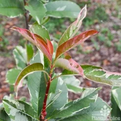 Photinia Pink Marble -Foliage Flair Shop photinia pink marble 1