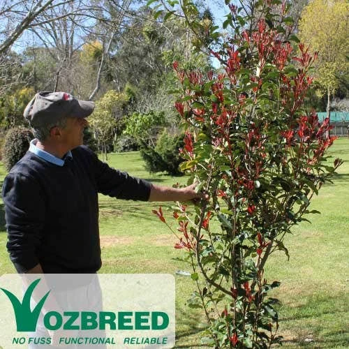 Photinia Thin Red 1 Photinia Thin Red