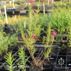 Grevillea Pink Pearl -Foliage Flair Shop pink pearl tubestock grevillea