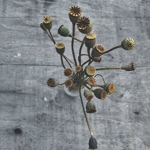 Poppy Pandora - Seed 2 Poppy Pandora - Seed - Image 2