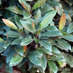 Elaeocarpus Prima Donna - Blueberry Ash -Foliage Flair Shop prima donna foliage