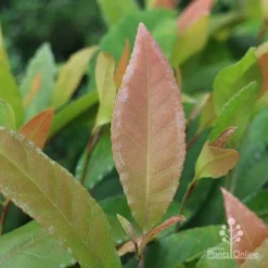 Elaeocarpus Prima Donna - Blueberry Ash -Foliage Flair Shop prima donna leaf